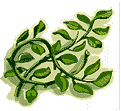 flourright.gif (4216 bytes)
